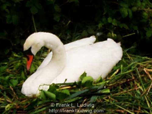 Nesting Swan